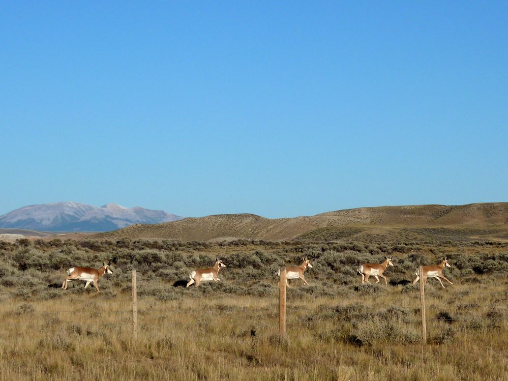 sur la route vers Pinedale (9).JPG